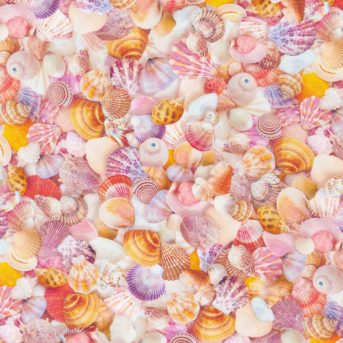 Robert Kaufman - Imaginings - Sea Shells - Shell