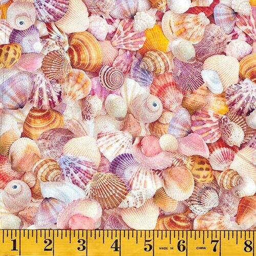 Robert Kaufman - Imaginings - Sea Shells - Shell