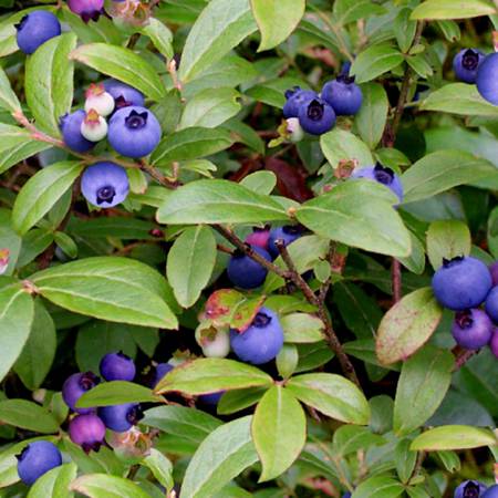 Elizabeths Studio - Berry Good Blueberries - Green