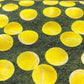 Robert Kaufman - Sports Life - Tennis Balls on Grass (Digital)